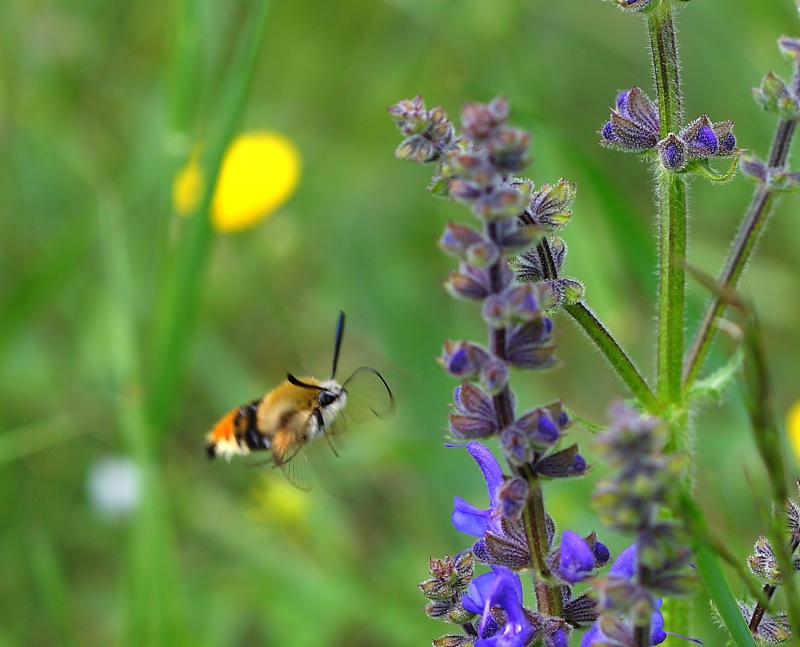 Hemaris da ID